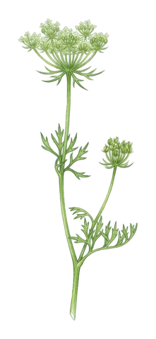 Daucus guttatus
