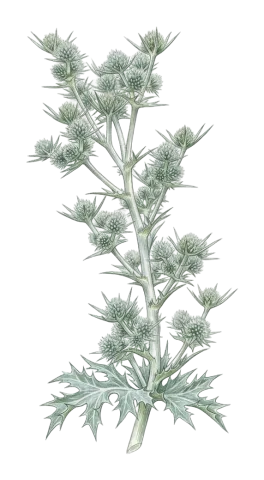 Eryngium thyrsoideum