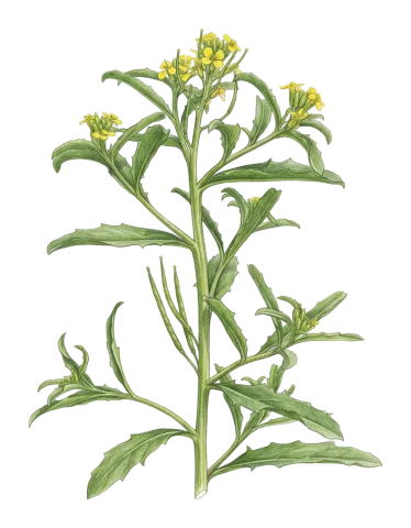 Erysimum repandum