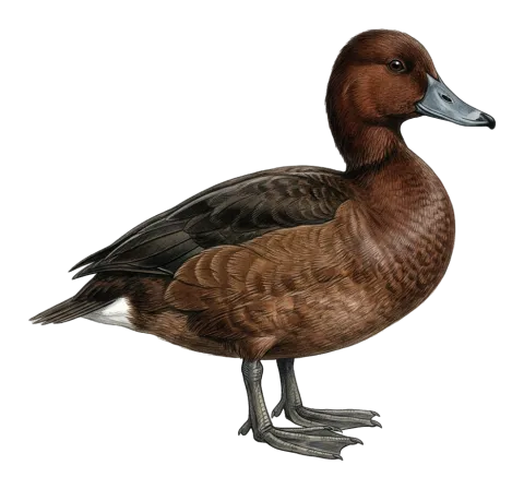 Ferruginous Duck
