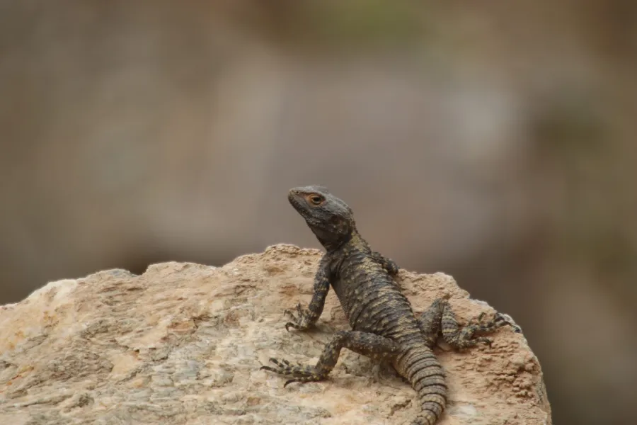 Roughtail rock agama
