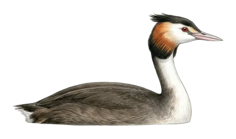 Great Crested Grebe