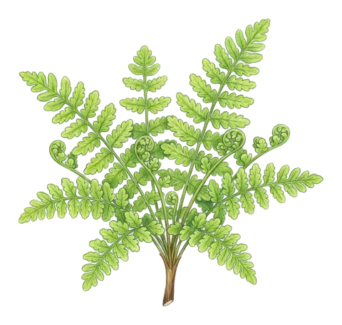 Hemionitis acrostica