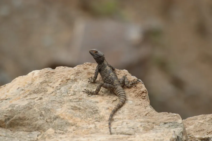 Roughtail rock agama