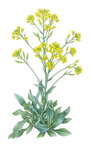 Isatis steveniana