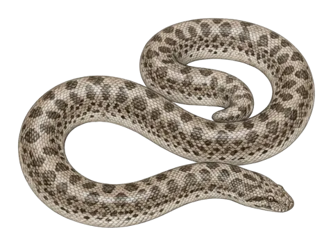 Javelin Sand Boa