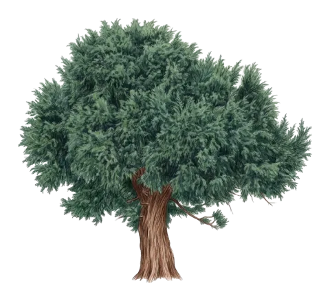 Juniperus deltoides