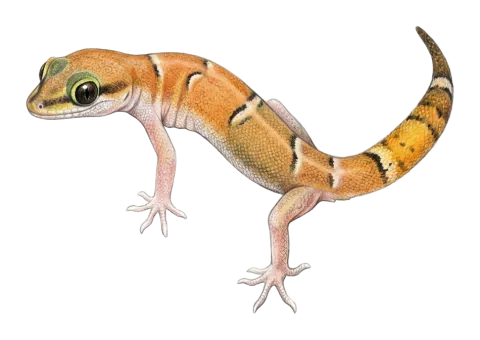 Khuzestan Dwarf gecko