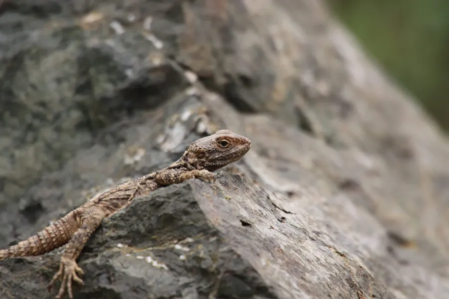 Roughtail rock agama