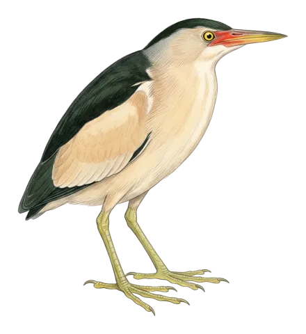 Little Bittern