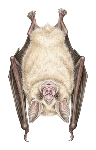 Mediterranean Horseshoe Bat