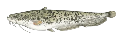 Mesopotamian catfish
