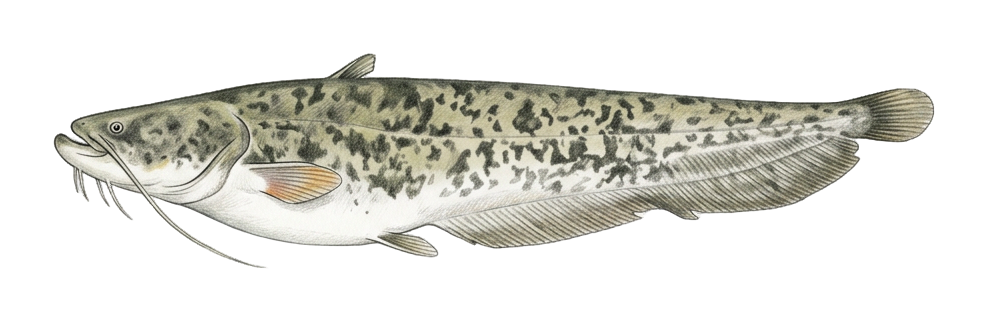 Mesopotamian catfish