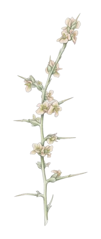 Noaea mucronata
