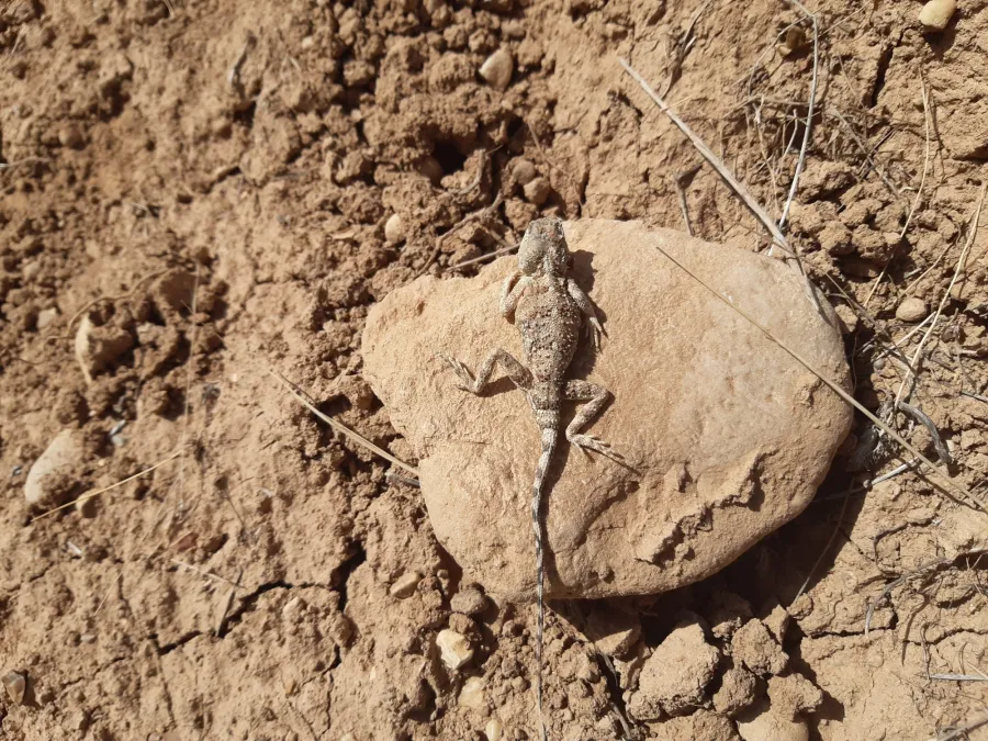 Horny-scaled agama, Oliver's agama