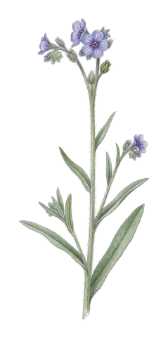 Paracaryum strictum