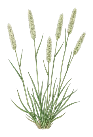 Phleum boissieri