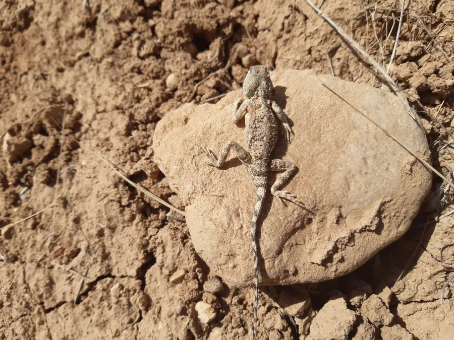 Horny-scaled agama, Oliver's agama