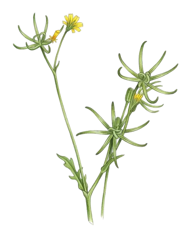 Rhagadiolus stellatus
