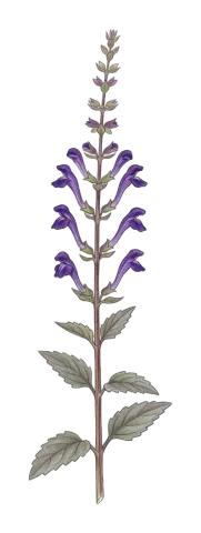 Scutellaria porphyrantha