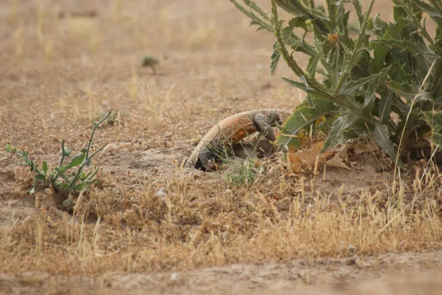Mesopotamian spiny tailed lizard