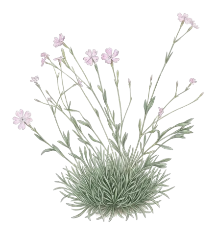 Silene sclerophylla