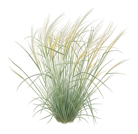 Stipa arabica