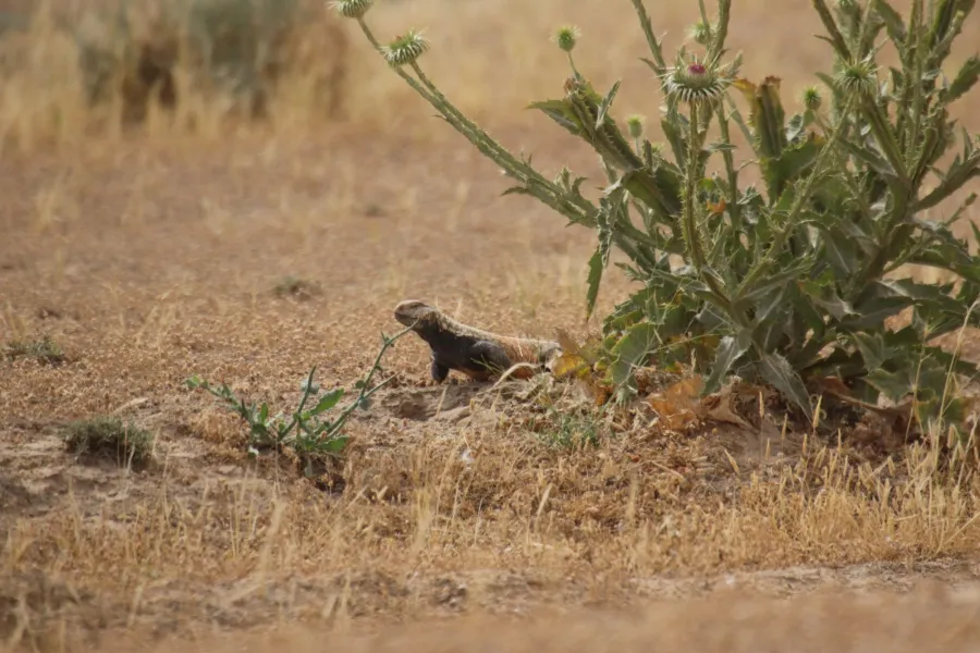 Mesopotamian spiny tailed lizard