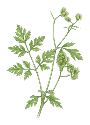Torilis arvensis
