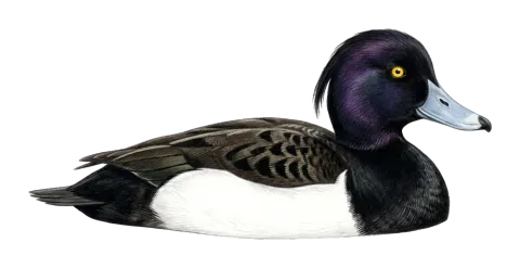 Tufted Duck