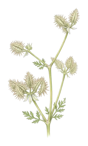 Turgenia lisaeoides