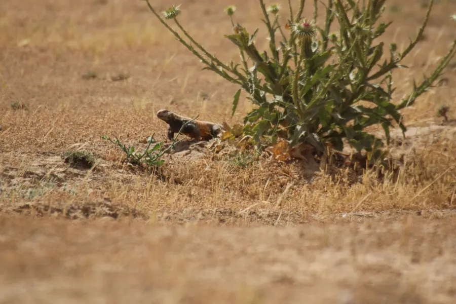 Mesopotamian spiny tailed lizard