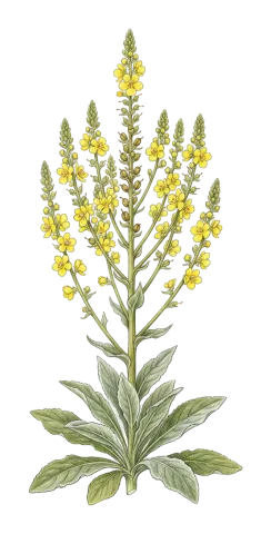 Verbascum haussknechtianum