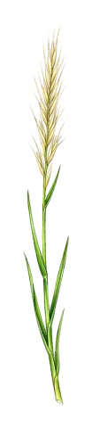 Achnatherum bromoides
