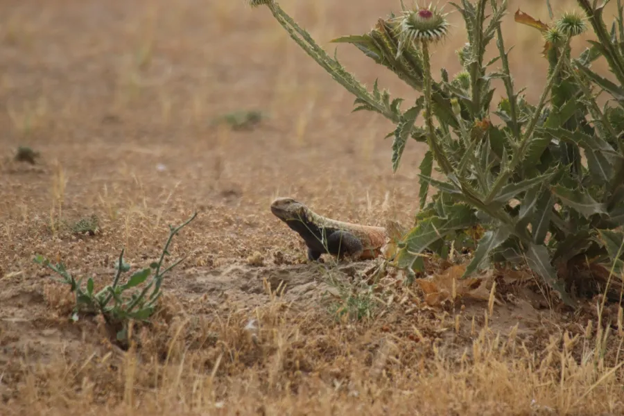 Mesopotamian spiny tailed lizard