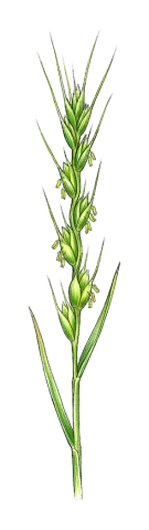 Aegilops cylindrica
