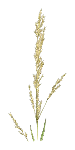 Agrostis stolonifera