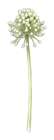 Allium notabile
