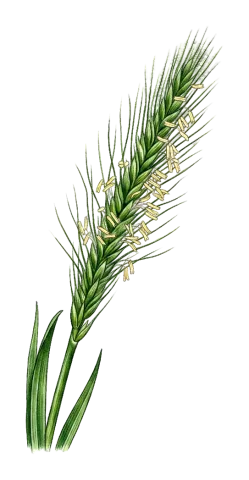 Alopecurus myosuroides