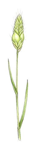 Alopecurus utriculatus