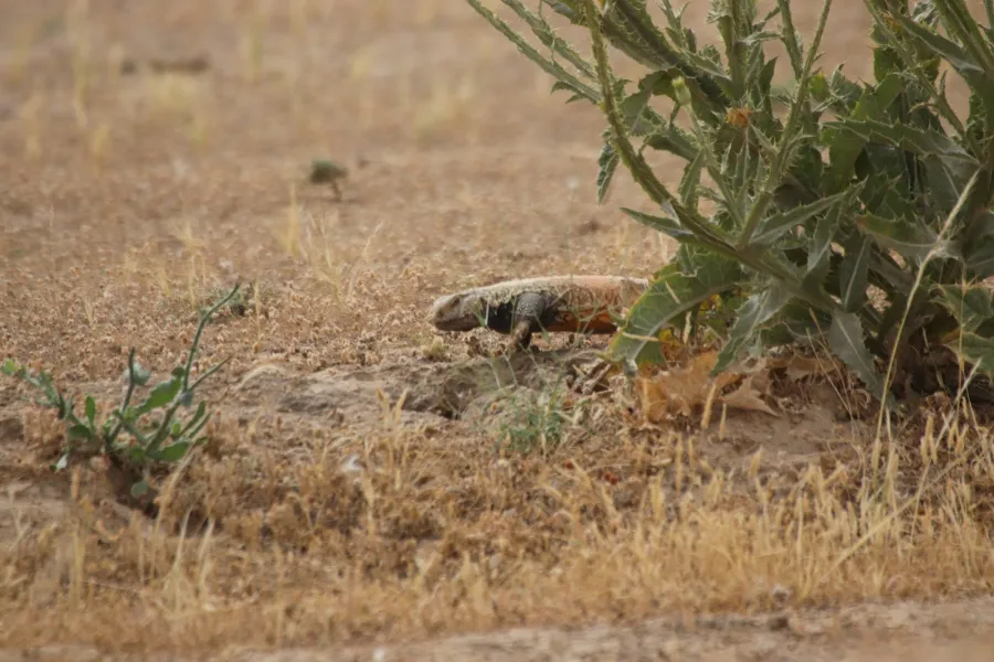 Mesopotamian spiny tailed lizard