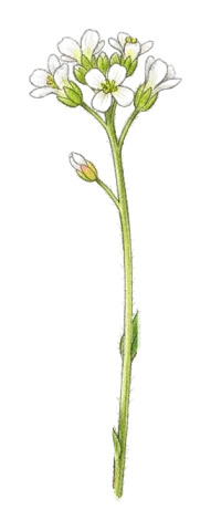 Arabis aucheri