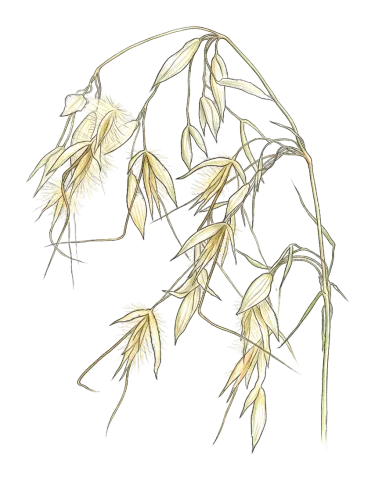 Arrhenatherum kotschyi