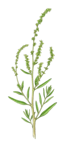 Atriplex micrantha