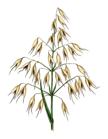 Avena sterilis