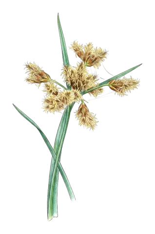 Bolboschoenus glaucus