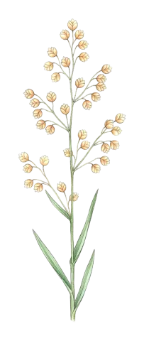 Briza humilis