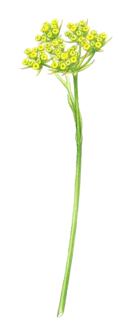 Bupleurum kurdicum
