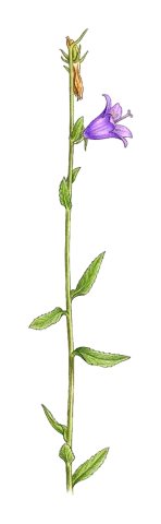 Campanula stricta