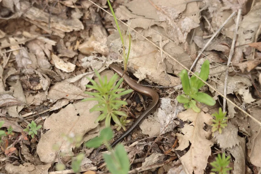 Asian Snake-eyed Skink